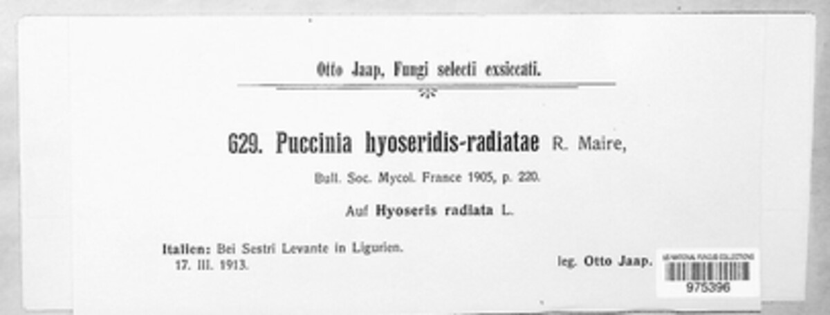 Puccinia hyoseridis-radiatae image